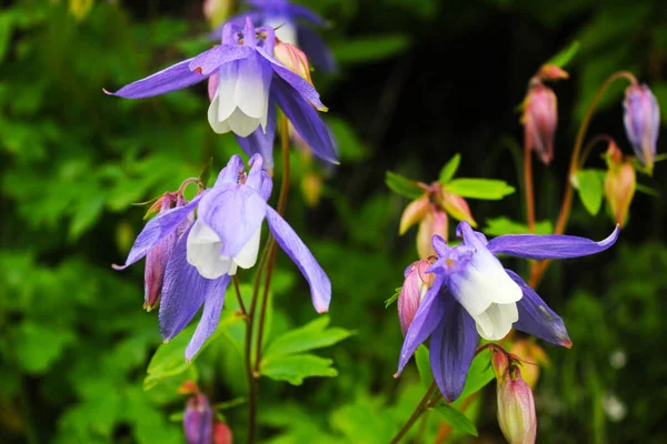 Makro Niebieskiego Kwiatu Głowy Wielobarwny Kwiat Polu Natura Zielone Kolory — Zdjęcie stockowe