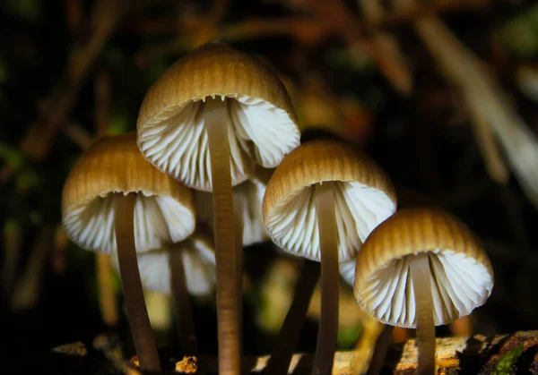 Svamp Och Mossa Makro Huvud Och Konsistens Svamp Skogen Svamparter — Stockfoto