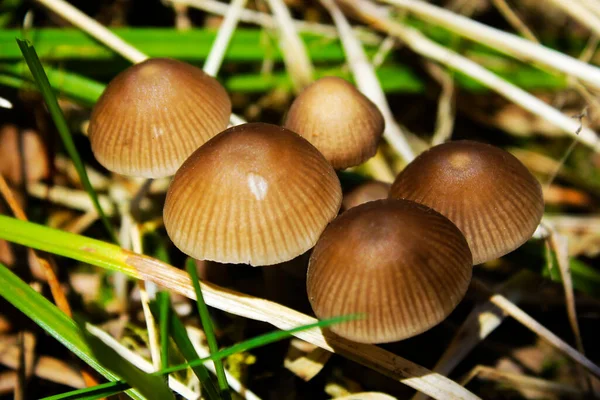 蘑菇和苔藓的宏观 头部和纹理的蘑菇在森林中 蘑菇种类 — 图库照片