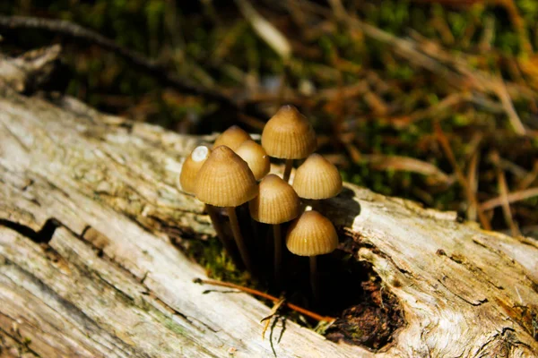 キノコと苔のマクロ 頭と森の中でキノコの質感 キノコ種 — ストック写真