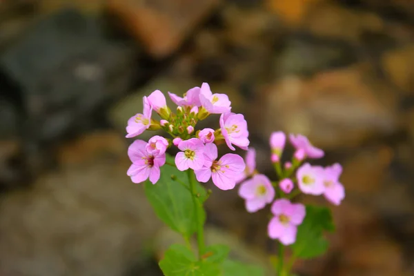 Kwiaty Głowa Makro Zbliżenie Gruzji Natura Rozmyte Tło Bokeh — Zdjęcie stockowe