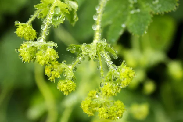 Tautropfen Auf Den Blumen Und Pflanzen Regentag Makro Und Nahaufnahme — Stockfoto