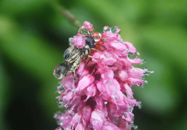 Tautropfen Auf Den Blumen Und Pflanzen Regentag Makro Und Nahaufnahme — Stockfoto