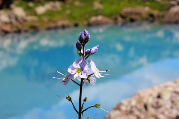 Rocío Gotas Las Flores Plantas Día Lluvioso Macro Primer Plano — Foto de Stock