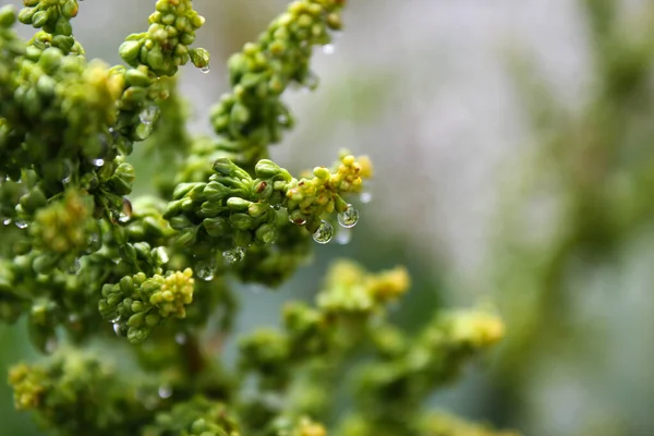 Rocío Gotas Las Flores Plantas Día Lluvioso Macro Primer Plano —  Fotos de Stock