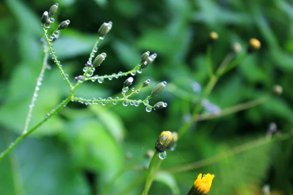 Çiçeklere Bitkilere Çiy Damlaları Yağmurlu Günler Makro Yakın Plan Fotoğraf — Stok fotoğraf