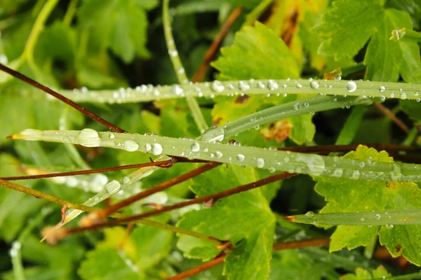 Rocío Gotas Las Flores Plantas Día Lluvioso Macro Primer Plano —  Fotos de Stock