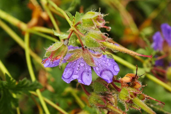 Tautropfen Auf Den Blumen Und Pflanzen Regentag Makro Und Nahaufnahme — Stockfoto