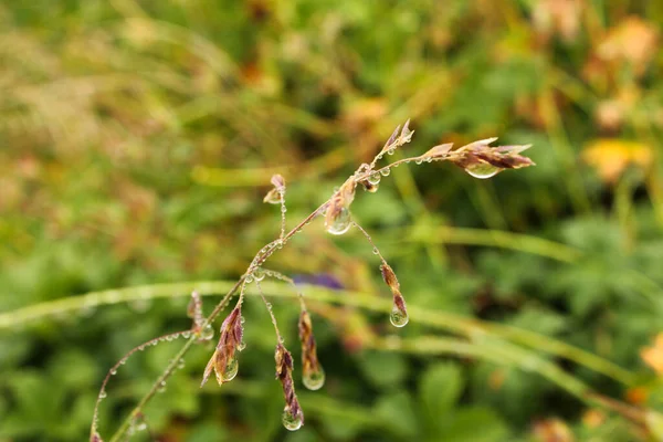 Dew Σταγόνες Για Λουλούδια Και Φυτά Βροχερές Ημέρες Μακροεντολή Και — Φωτογραφία Αρχείου