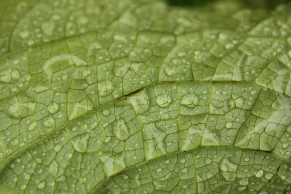 Dew Drops Flowers Plants Rainy Day Macro Close Photo Nature — Stock Photo, Image
