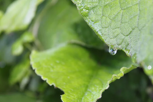 Dew Druppels Bloemen Planten Regenachtige Dag Macro Close Foto Natuur — Stockfoto