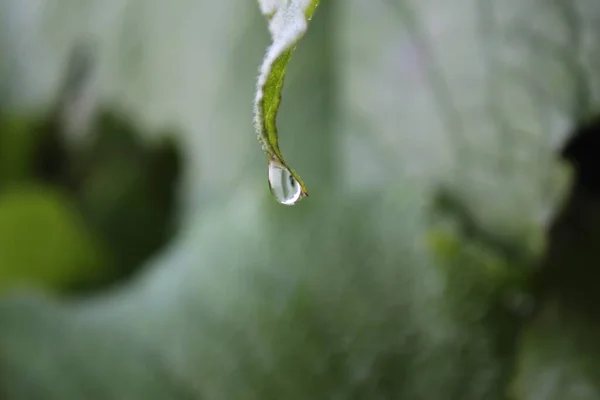 Rocío Gotas Las Flores Plantas Día Lluvioso Macro Primer Plano —  Fotos de Stock