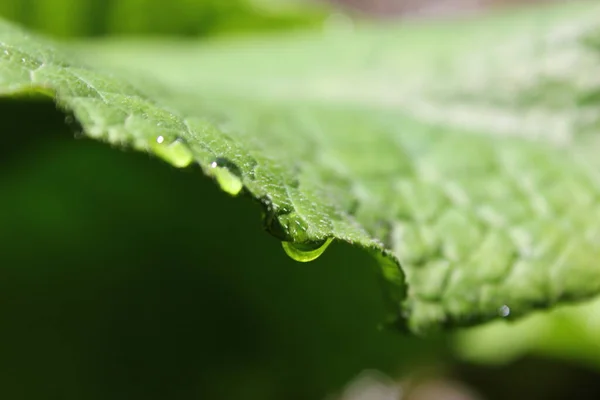 花和植物上的露珠 宏观和特写照片 自然背景 — 图库照片