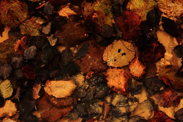 Outono Folhas Outono Natureza Colorida Close Cores Laranja Vermelho Amarelo — Fotografia de Stock