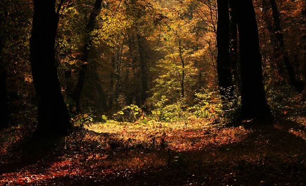 Automne Automne Paysage Forestier Géorgie Feuilles Arbres Couleur Automne Arrière — Photo