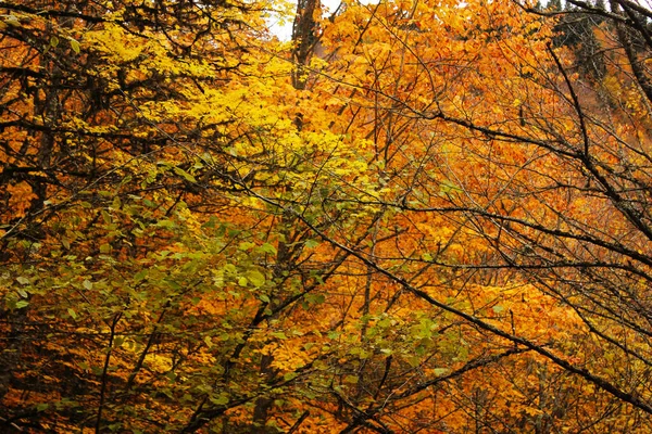 Automne Automne Paysage Forestier Géorgie Feuilles Arbres Couleur Automne Arrière — Photo