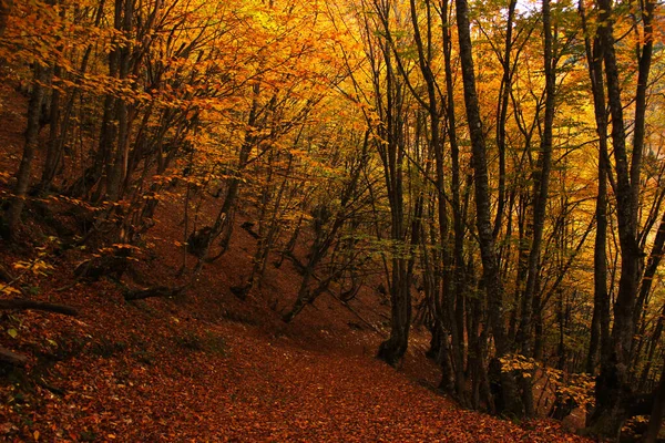 Herbst Und Herbst Waldlandschaft Georgien Herbstfärbung Blätter Und Bäume Orange — Stockfoto