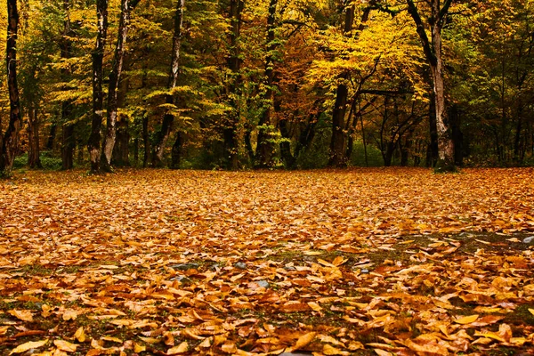 Automne Automne Paysage Forestier Géorgie Feuilles Arbres Couleur Automne Arrière — Photo