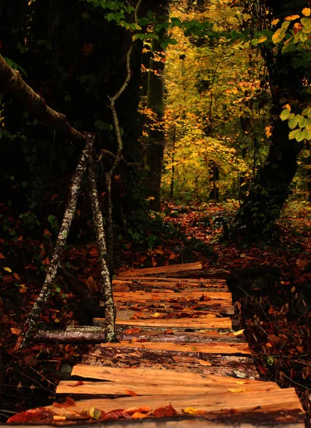 Automne Automne Paysage Forestier Géorgie Feuilles Arbres Couleur Automne Arrière — Photo