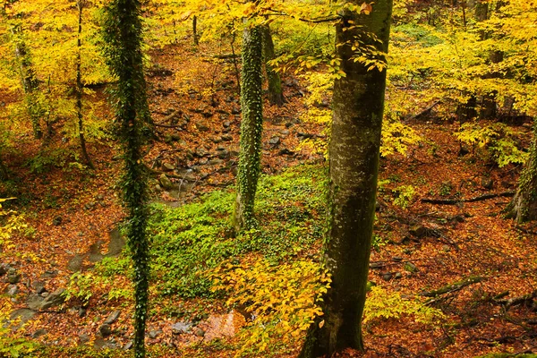 Automne Automne Paysage Forestier Géorgie Feuilles Arbres Couleur Automne Arrière — Photo