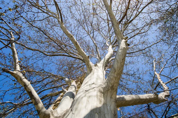 Низький Кут Вид Високе Велике Дерево Тіло Гілки Синє Небо — стокове фото
