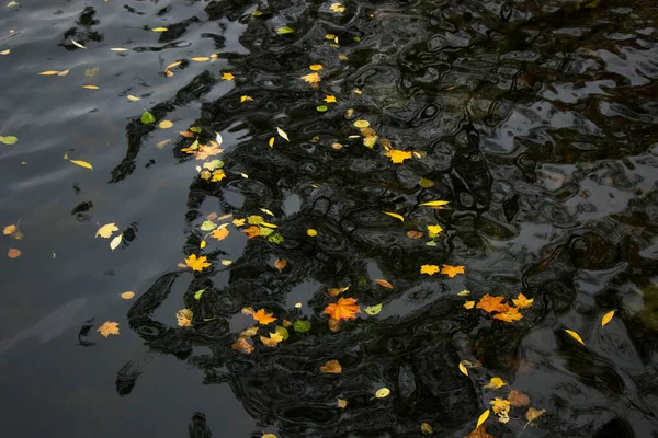 Herbst Und Herbst Bunte Blätter Wasser Schatten Und Lichter Gelb — Stockfoto