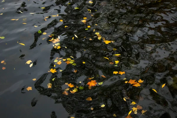 Otoño Otoño Hojas Colores Agua Sombras Luces Amarillo Rojo Naranja — Foto de Stock