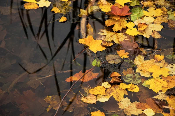 Automne Automne Feuilles Colorées Dans Eau Ombres Lumières Jaune Rég — Photo