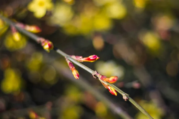 Macro Primo Piano Del Ramo Albero Primavera Georgia — Foto Stock