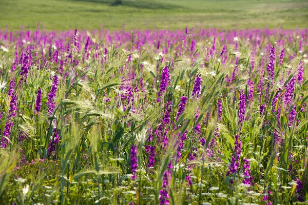 Tarlanın Makro Çimenler Çiçekler Mor Çiçek Vadisi Georgia — Stok fotoğraf