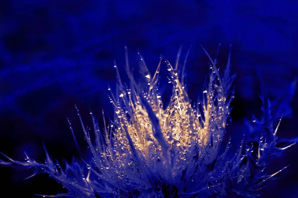 Macro Flower Plant Head Rain Dew Drops Made Digital Art — Stock Photo, Image