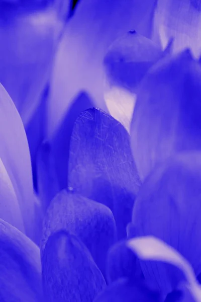 Macro Blue Flower Plant Made Digital Art Mixed Media Filters — Stock Photo, Image