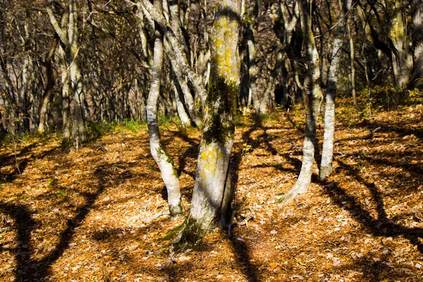 Podzimní Lesní Krajina Stromy Listy Gruzii — Stock fotografie