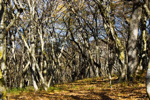 Осенний Лесной Пейзаж Деревья Листья Грузии — стоковое фото