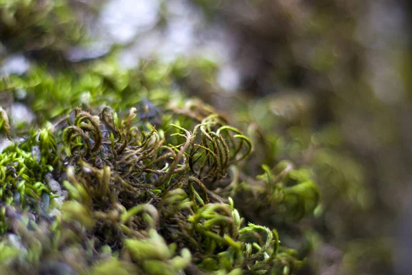 Макро Крупный План Мха Ветке Дерева Джорджия Зеленый Цвет — стоковое фото