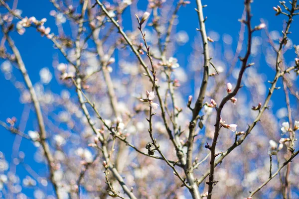 Spring tree and branch, flower on the tree in spring, bokeh background. Blur background. Macro and close-up of flower.