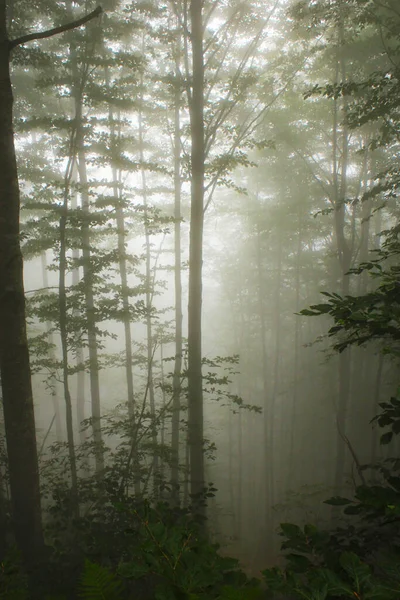 Лісовий Вид Туман Грузії — стокове фото