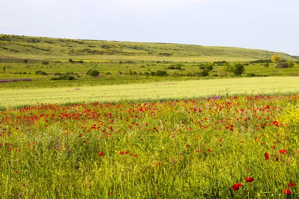 İlkbaharda Georgia 'da haşhaş ve diğer çiçeklerle vadiyi inanılmaz bir şekilde görmek.