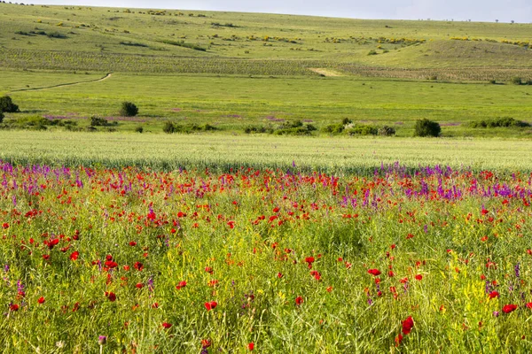 Increíble Vista Del Valle Con Amapola Otras Flores Primavera Georgia — Foto de Stock