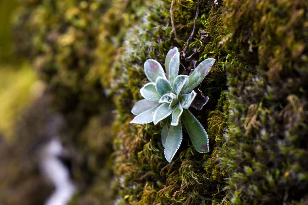 Macro Planta Suculenta Rocha Geórgia — Fotografia de Stock