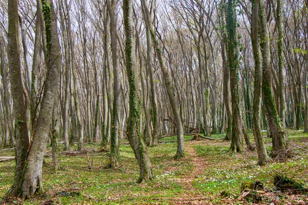 Gürcistan Orman Ağaçları Çevresi Vahşi — Stok fotoğraf