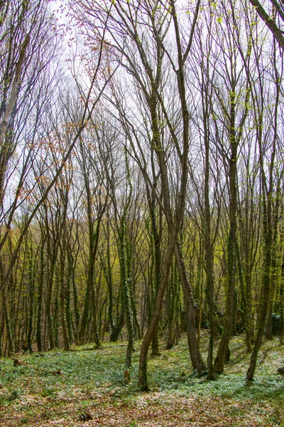 Bosques Georgianos Medio Ambiente Silvestres —  Fotos de Stock