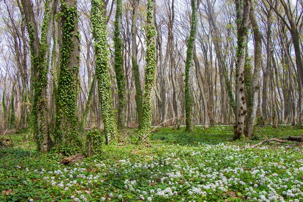 Grúz Erdők Környezet Vadon Élő — Stock Fotó