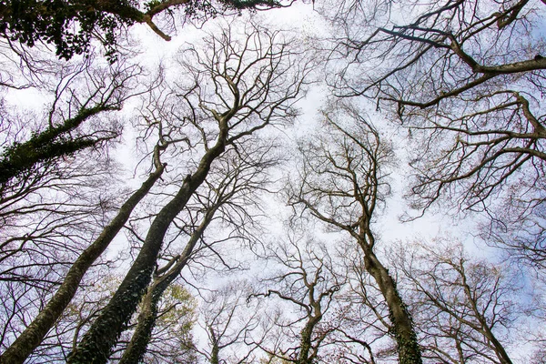 Floresta Árvores Selvagens Paisagem Geórgia Vista Ângulo Baixo — Fotografia de Stock