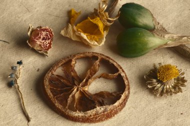 Kuru çiçekler, bitkiler ve meyve makrosu ve durgun yaşam, renkli doğa geçmişi. Güzel resimdeki kuru şeyler..