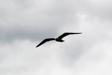 Martı gökyüzünde yüzüyor. 