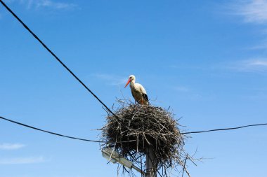 Yuvadaki kuş vinci, vahşi yaşam hayvan teması, mavi gökyüzü ve gün ışığı