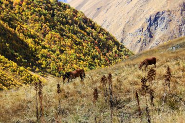 Vadideki atlar, Georgia 'daki manzara ve vahşi yaşam sahneleri..