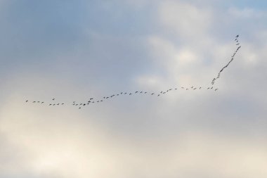 Kuşlar gökyüzünde uçuyor, arka planda. Bulutlar ve mavi gökyüzü.