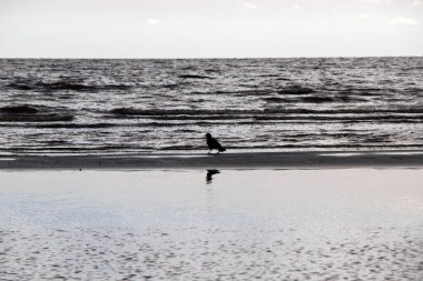 Doğada karga, suyun yanında.